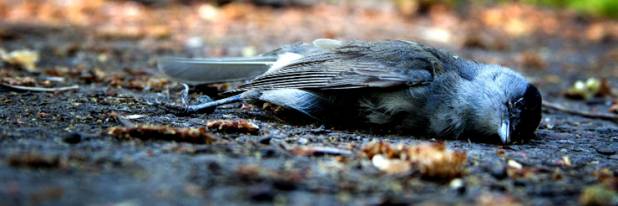 Cover image for post Despair, by nfaulk6