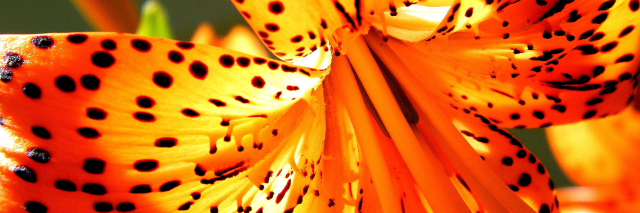 Cover image for post the sun shines through the petals and they look like a bouquet of flames, by Miggie