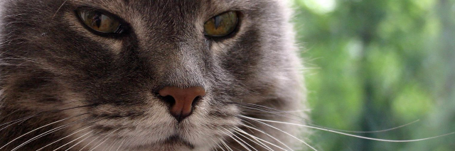 Cover image for post Wolfie, by MEsolushospes