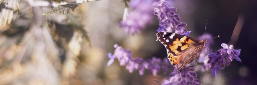 Cover image for post Life, by RainbowMoon