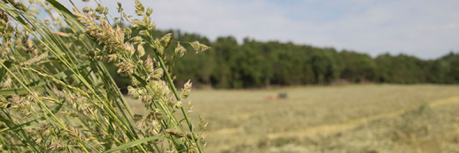 Cover image for post Hayin’, by WilliamLobb