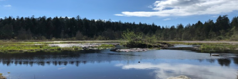 Cover image for post Reflections on Happiness, by Neelam