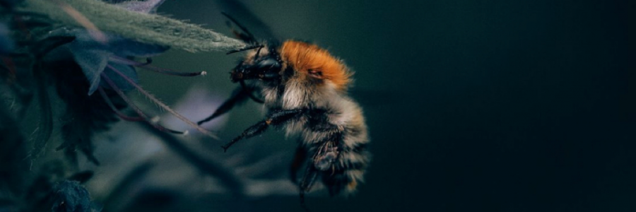 Cover image for post Honeybee or a hornets nest, by Simone