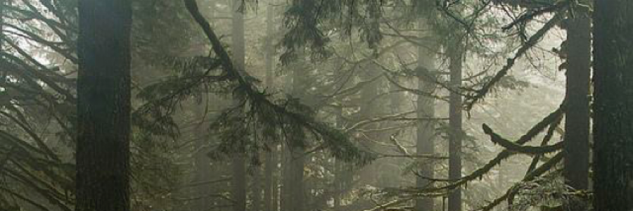 Cover image for post Among Trees, by theeommaofgold