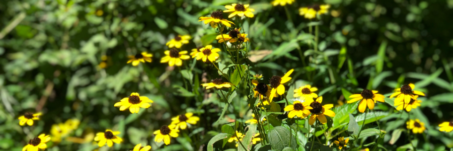 Cover image for post Untitled, by nijahwrites