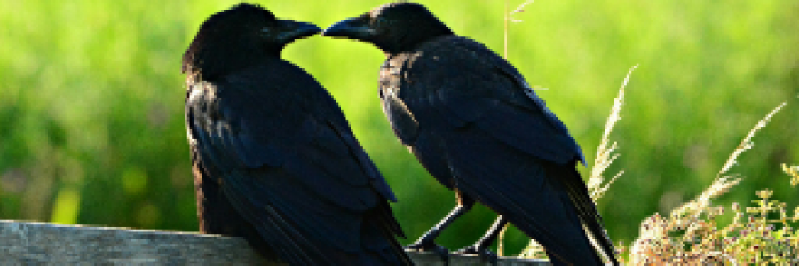 Cover image for post Even Crows, by 2Bamboopanda