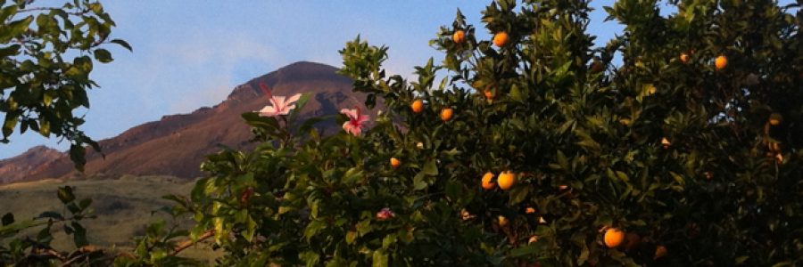 Cover image for post On Shaky Ground, by Roseberry