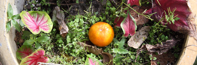 Cover image for post Poverty Perspective, by MEsolushospes