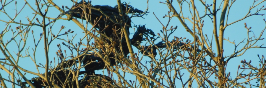 Cover image for post 11, by LexiCon