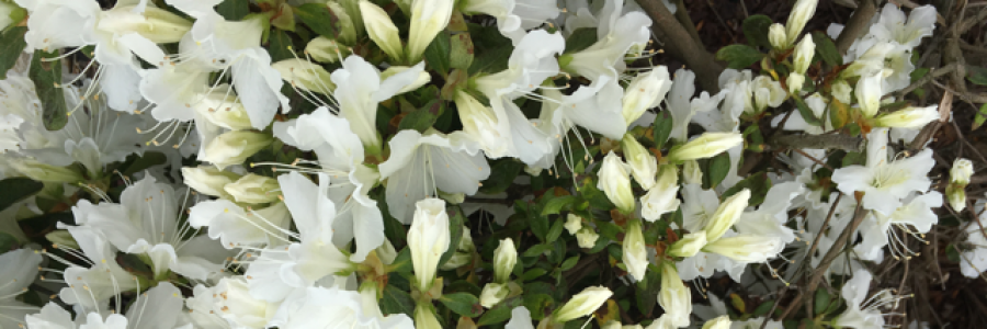 Cover image for post On My Sleeve, by Ken_W_Writer