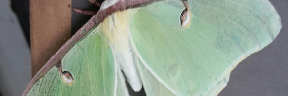 Cover image for post The 50 word challenge, by atexasmist