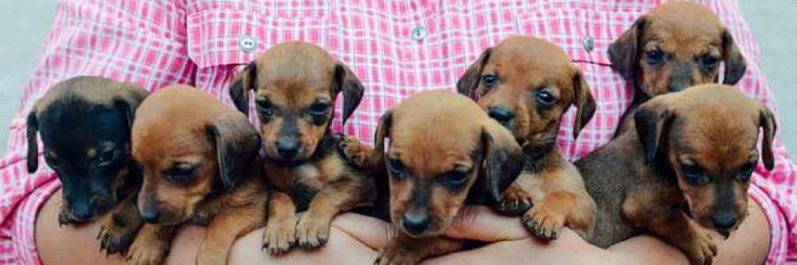 Cover image for post STOP BEING LAZY PARENTS!, by Vyxyn