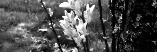 Cover image for post this is long and important., by SherlockAt221B