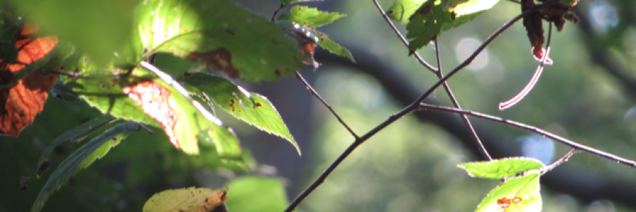 Cover image for post Tune in, by Simone