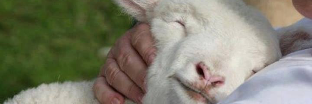 Cover image for post Sheep, by StellarBee