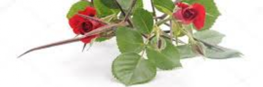 Cover image for post Scars, by sandflea68