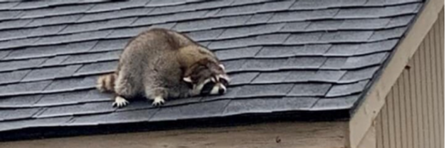 Cover image for post Untitled, by BatelEvvie