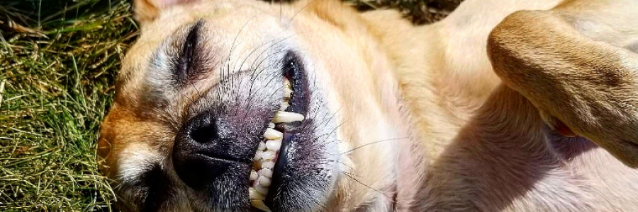 Cover image for post Happy Birthday Cooper, by k_b_k