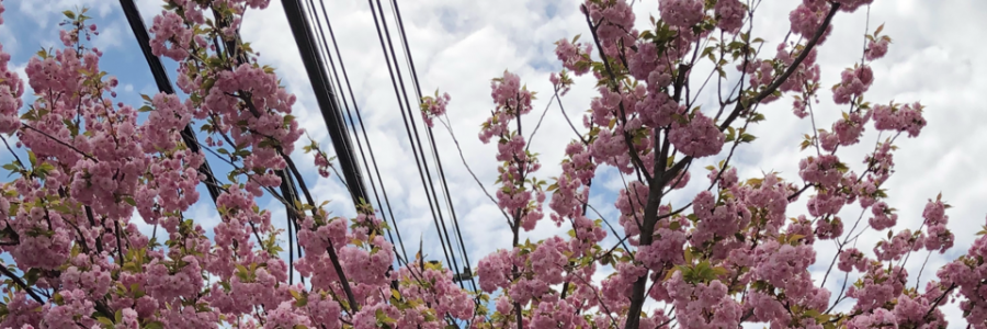 Cover image for post In The Woods, by SarcasticPoet