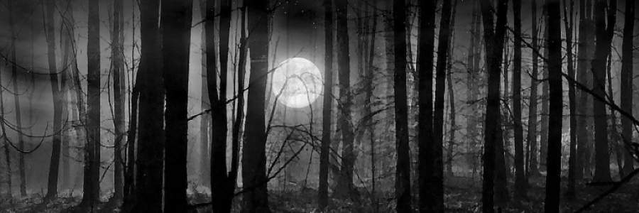 Cover image for post A Night in the Woods, by JadeRain