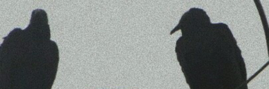 Cover image for post Scaredy-cat, by cellar__door