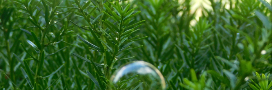 Cover image for post Ramblings of the Mind, by LexiCon