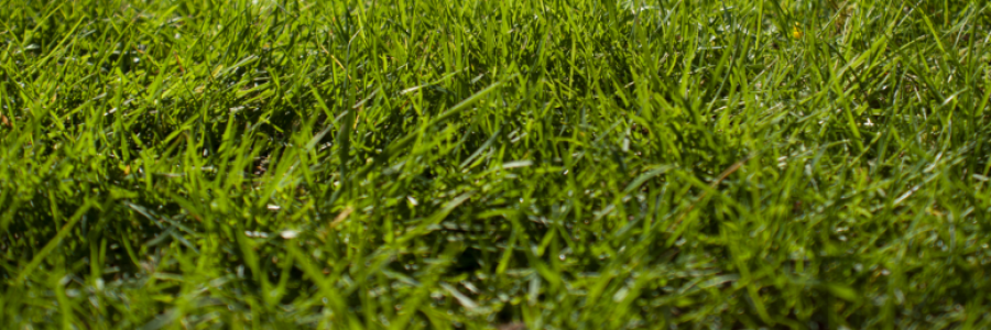 Cover image for post Rasemaphobia, by Cotton_Candy