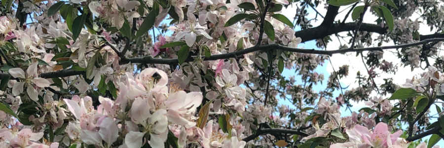 Cover image for post Morning Mist, by SarcasticPoet