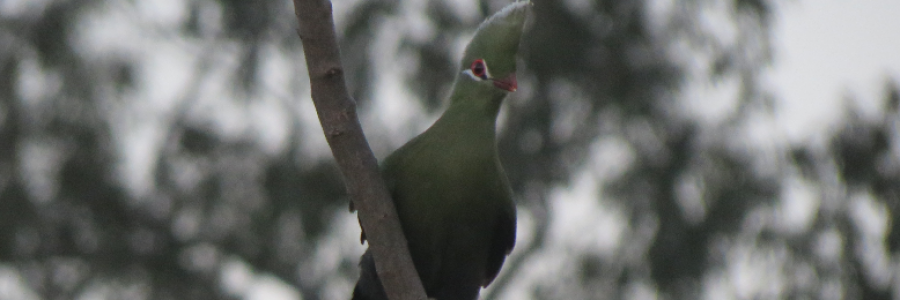 Cover image for post human>nature, by HannahPutzier