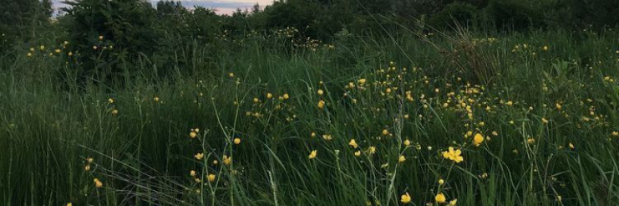 Cover image for post Wild and Free, by OpheliaRose