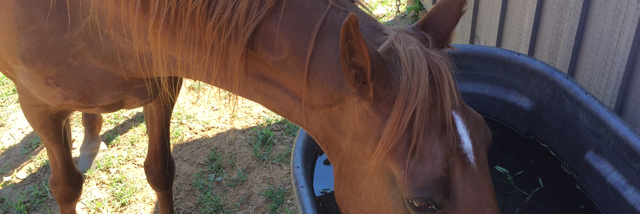 Cover image for post On being trans 2: with more birds!, by pugsmith