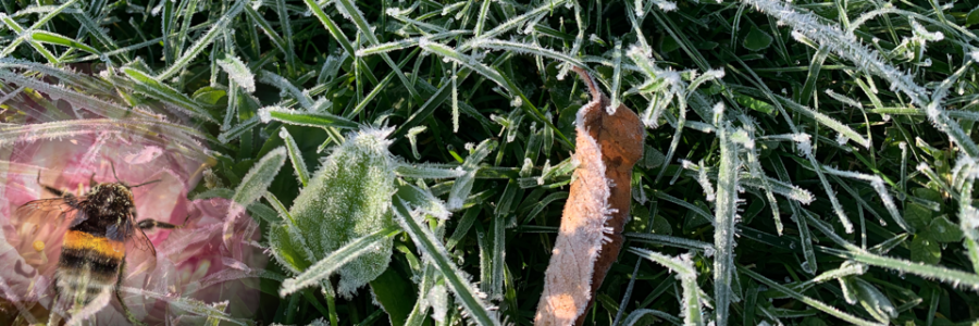 Cover image for post Bee-trayed, by VT_Poetess