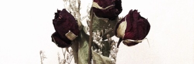 Cover image for post old motel with rotting memories, by Lynn