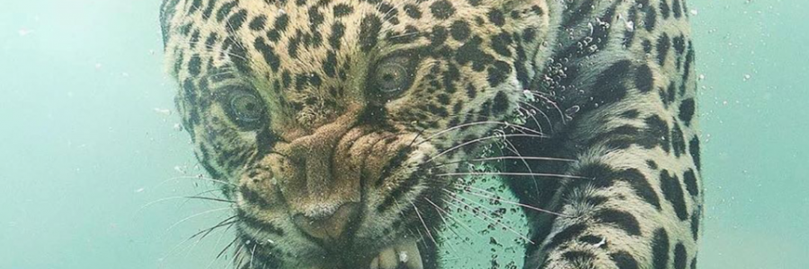 Cover image for post Horrible at math, by nijahwrites