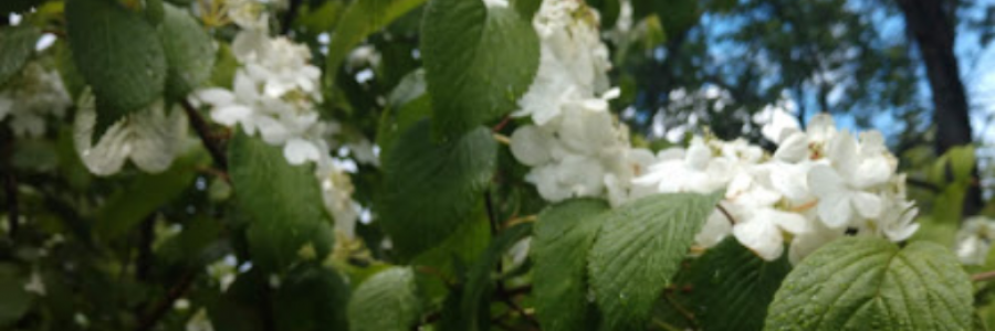 Cover image for post sisters., by Suncent