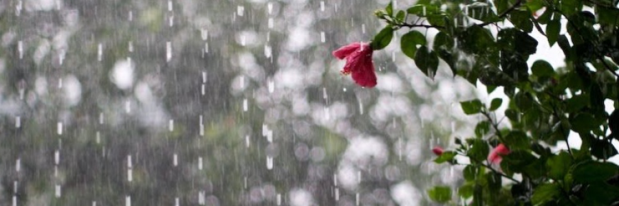 Cover image for post Rains, by Grandiflorus