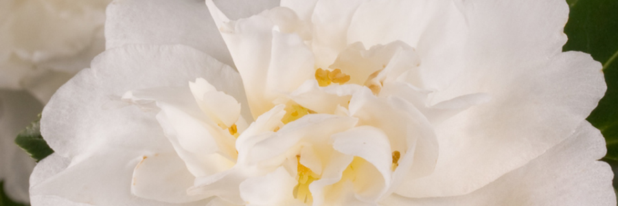 Cover image for post En la espera, by Bryant