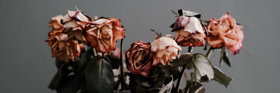 Cover image for post Dead Roses, by Cotton_Candy