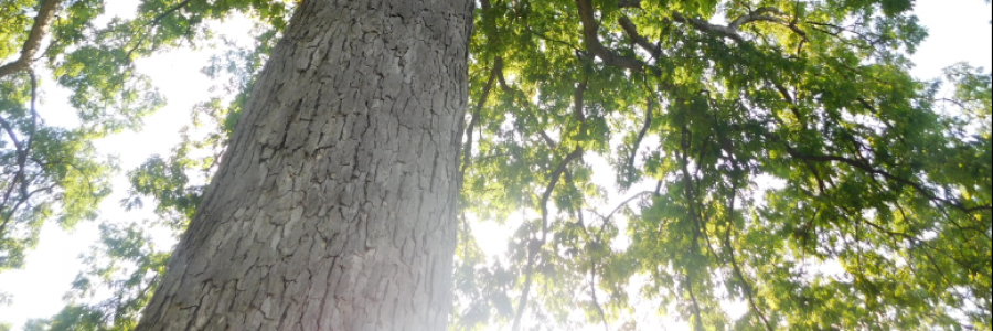 Cover image for post The Worlds Within My Soul., by LexiCon