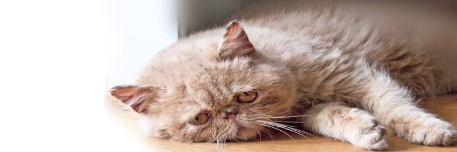 Cover image for post Poor Whiskers, by dustygrein