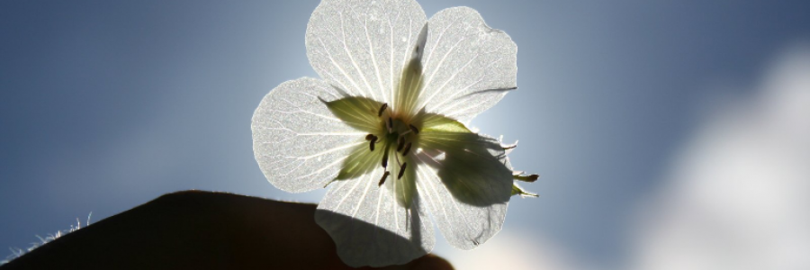 Cover image for post bed of willows, pillow of earth, by Suncent