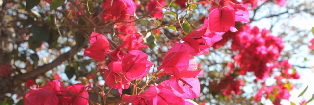 Cover image for post Summer Breeze, by LeonKF