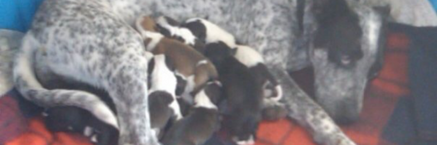 Cover image for post My Darlings,, by Vyxyn