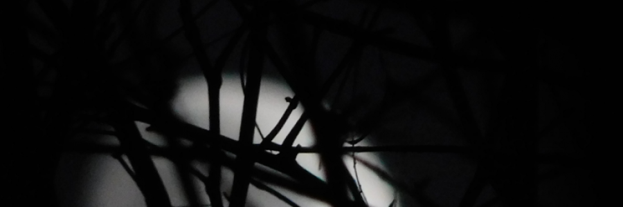 Cover image for post Scared of the Dark, by LexiCon