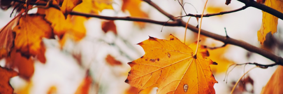 Cover image for post As the Leaves Fall, by Chanae