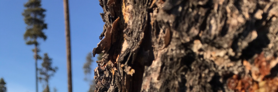 Cover image for post I saw, by HunterManecke