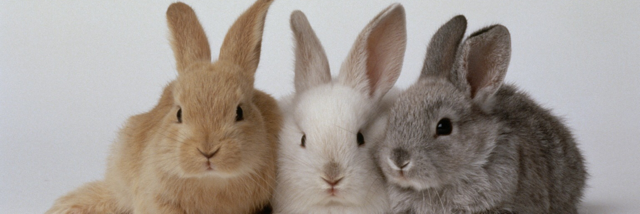 Cover image for post When Rabbit Howls, by Kornigyrl