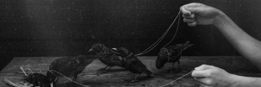 Cover image for post Untitled, by CarpeNoctem