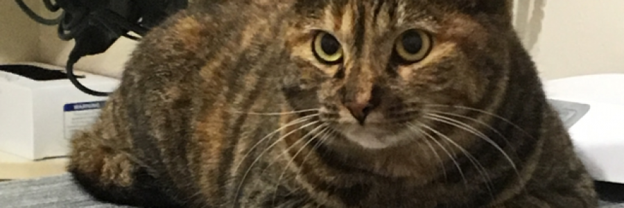 Cover image for post Rat-a-tat-tata, by RamonElCamino