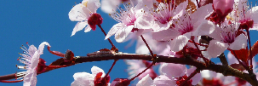 Cover image for post Cherry Blossoms in the Breeze, by 2Bamboopanda